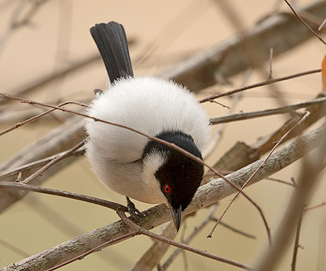 Black-backed Puffback male displaying